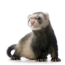Young Siamese Sable Ferret Kit (10 Weeks)
