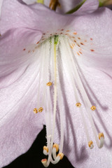 Wall Mural - rhododendron