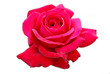 canvas print picture - rosa rossa