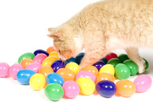 Yellow Cat Investigating Easter Eggs