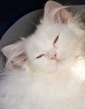 White Cute Adorable Kitten Cat Macro Closeup Baby