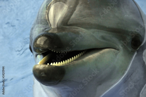 Board z aluminiowym obramowaniem Delfin