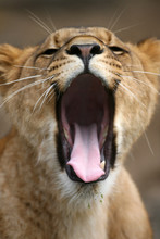 Lion Yawning Masai Mara Kenya
