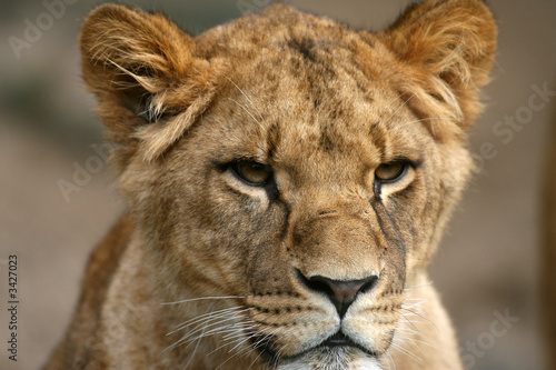 Fotografía lion in masai mara kenya