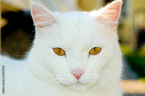 white cat with amber eyes