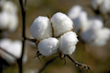 cotton boll 2