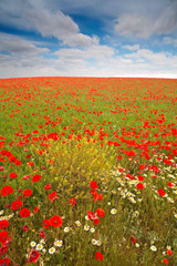 wild poppies field