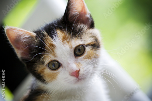 Foto-Duschvorhang - kitten innocence (von aceshot)