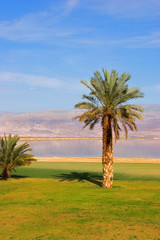 Wall Mural - the blue sky above a beach