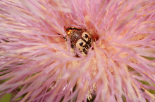 A Bug In A Thistle