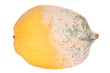 lemon fruit half-damaged