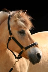 Naklejka kucyk koń światło brązowy nad