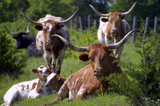 Fototapeta Zwierzęta - longhorn cattle