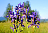 iris germanica