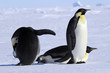 emperor penguin group