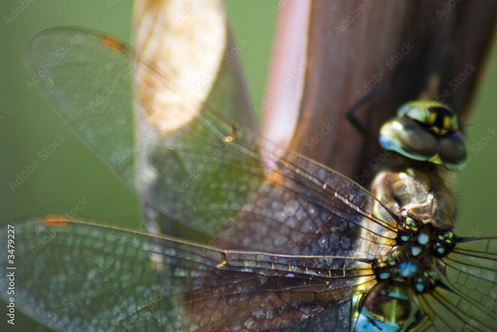 close-up of delicate dragonfly - obrazy, fototapety, plakaty 
