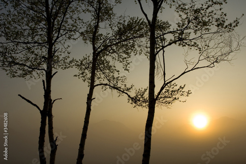 Fototapeta na wymiar three trees with sun ii