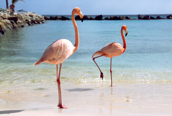 Naklejka natura woda morze flamingo ptak