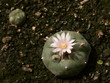 peyote kaktus
