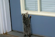 opossum peeking-rb