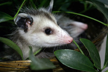 Opossum-rb