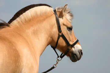 Fototapeta zwierzę koń grzywa niebo