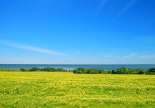 Seaside Meadow