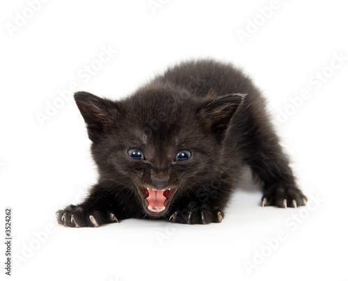 Alu-Spannrahmen - angry black kitten (von Tony Campbell)