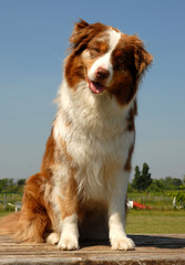 Poster - chien de famille