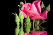 Leinwanddruck Bild - the roses.