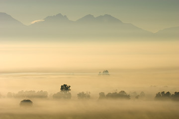 Sticker - Trees in mist