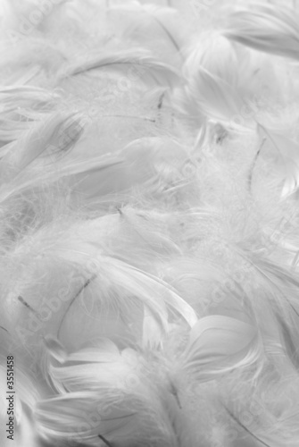 Naklejka dekoracyjna Feathers bw background