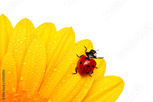 Foto-Lamellenvorhang - Ladybird (von Maceo)