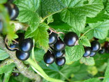 Schwarze Johannisbeeren