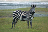 Fototapeta Sawanna - Single african zebra. National Park Lake Manyara, Kenya
