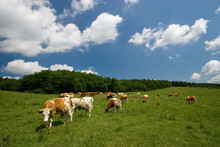 Cows On Green Meadow
