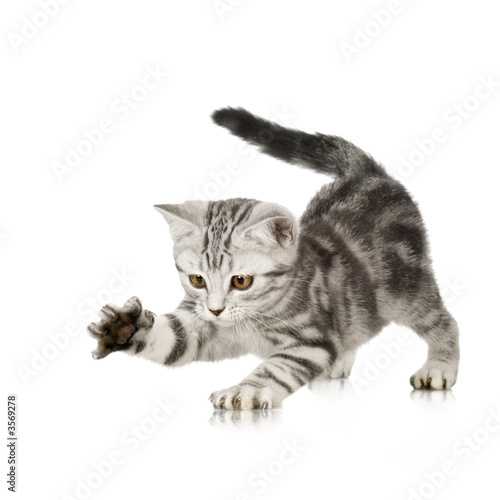 British Shorthair kitten in front of a white background Poster