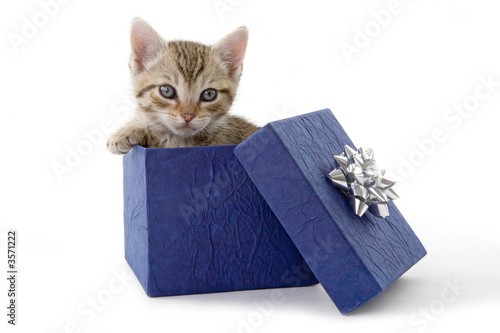 Foto-Duschvorhang - kitten (5 weeks) in a blue gift box (von Ferenc Szelepcsenyi)