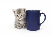 Gray Kitten And Coffee Cup