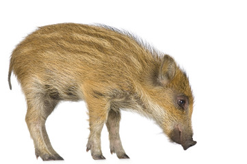 young wild boar in front of a white background