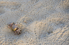 Ghost Crab On The Sandy Tropical Beach