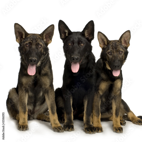 Fotografía wolfpack of four juvenile german shepherd