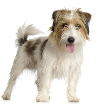 Jack Russel Long Haired In Front Of A White Background