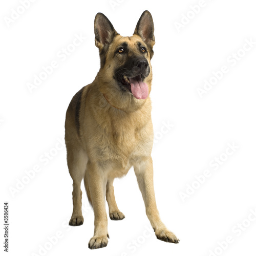 german shepherd standing