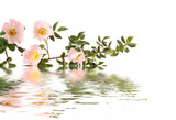 Fototapeta Desenie - flowers reflected in water