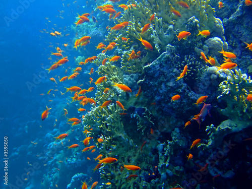 Naklejka samoprzylepna Podwodny krajobraz z scalefin anthias. 