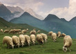 sheep pyrenees