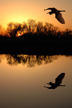 Golden Sunset And Silhouette Of Great Blue Heron, Reflection