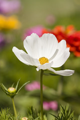 Pretty White Cosmos Flower 2