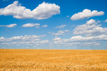 Golden Wheat Field Below Beautiful Blue Sky (landscape)